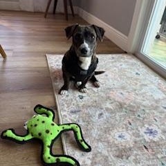 Hazel, a Adoptable mixed breed in Bradenton, FL image 4/6