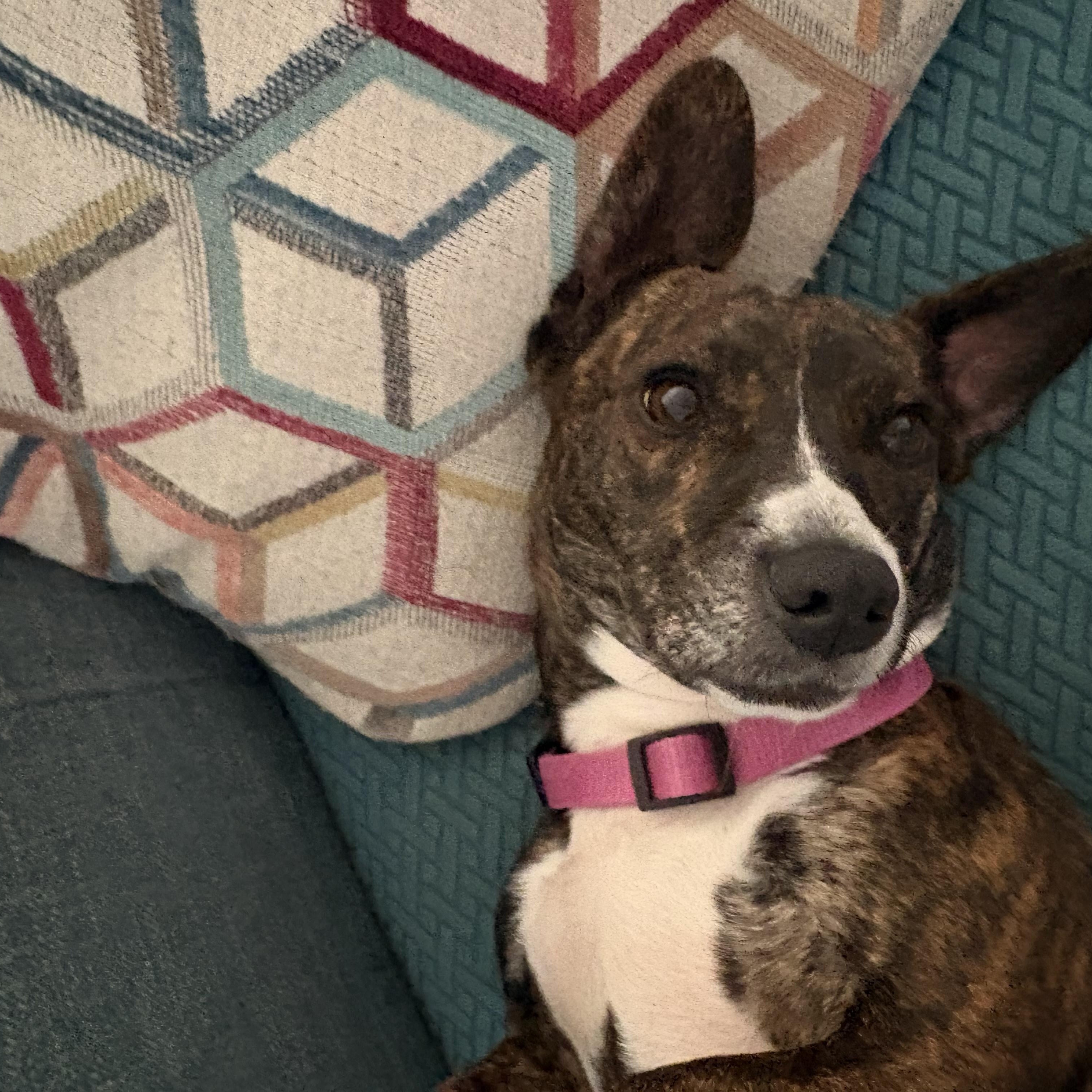 Hazel, Adoptable, Young Female Terrier & Dachshund.