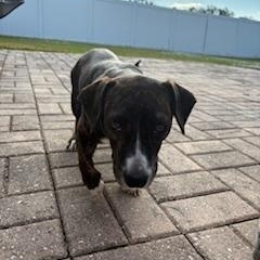 Hazel, a Adoptable mixed breed in Bradenton, FL image 5/6