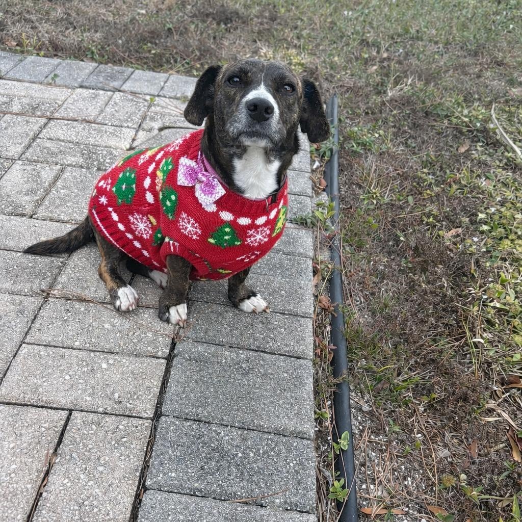 Enlarge Hazel, a Adoptable mixed breed in Bradenton, FL image 6/6