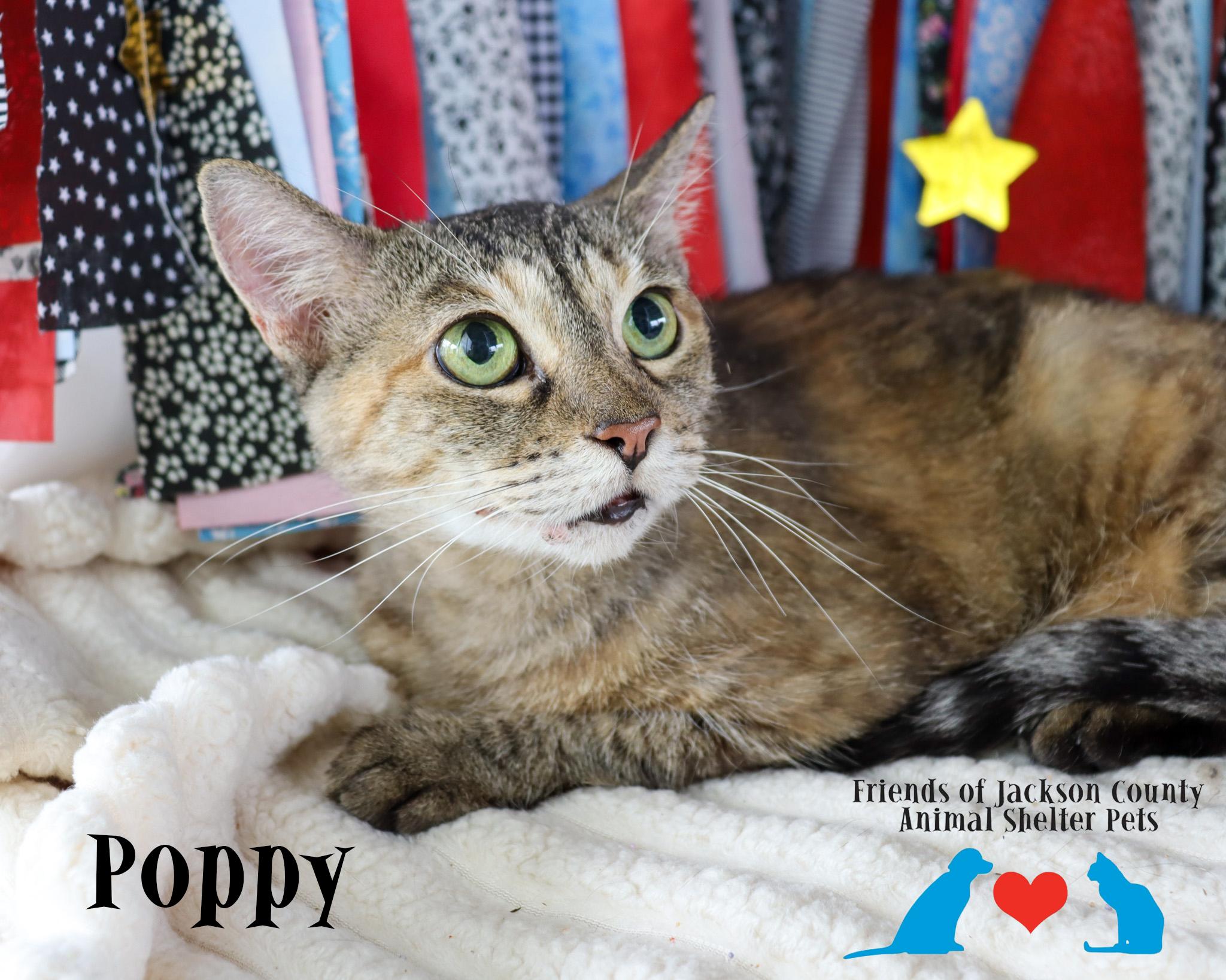 Enlarge Poppy, a Adoptable Domestic Short Hair in Ocean Springs, MS image 2/3