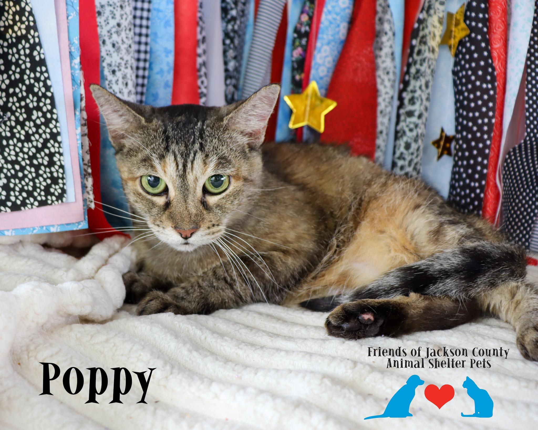 Enlarge Poppy, a Adoptable Domestic Short Hair in Ocean Springs, MS image 3/3