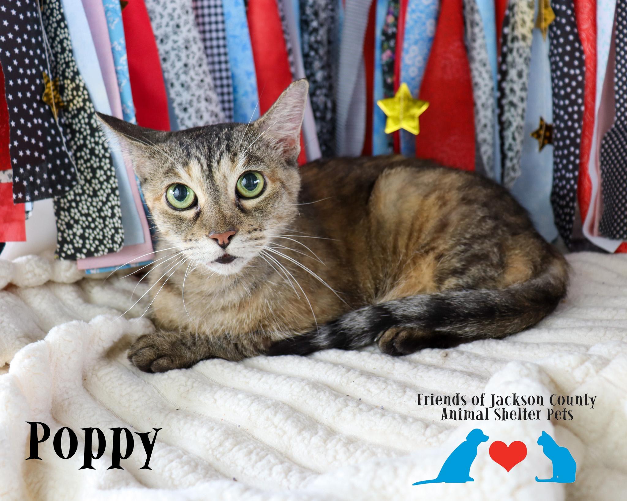 Poppy, Adoptable, Young Female Domestic Short Hair.