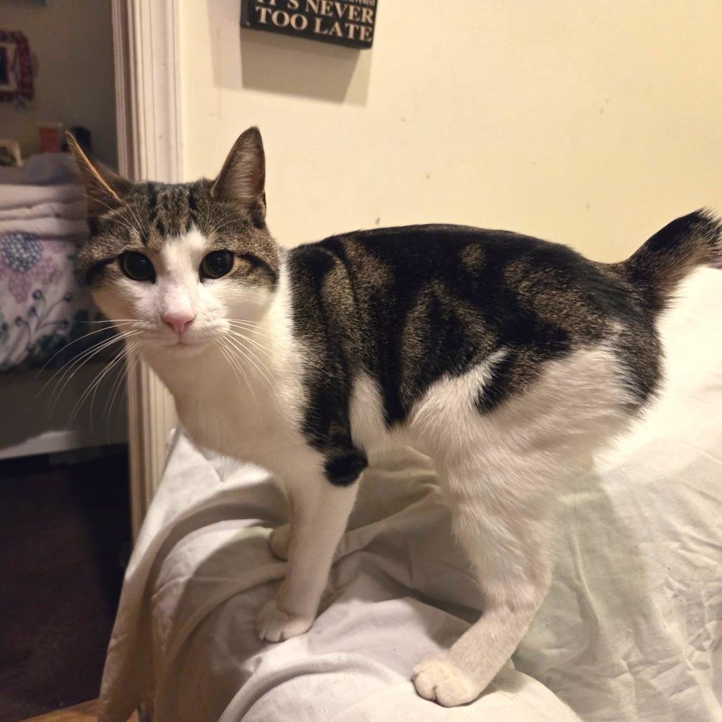 Bobby — thumbnail 2