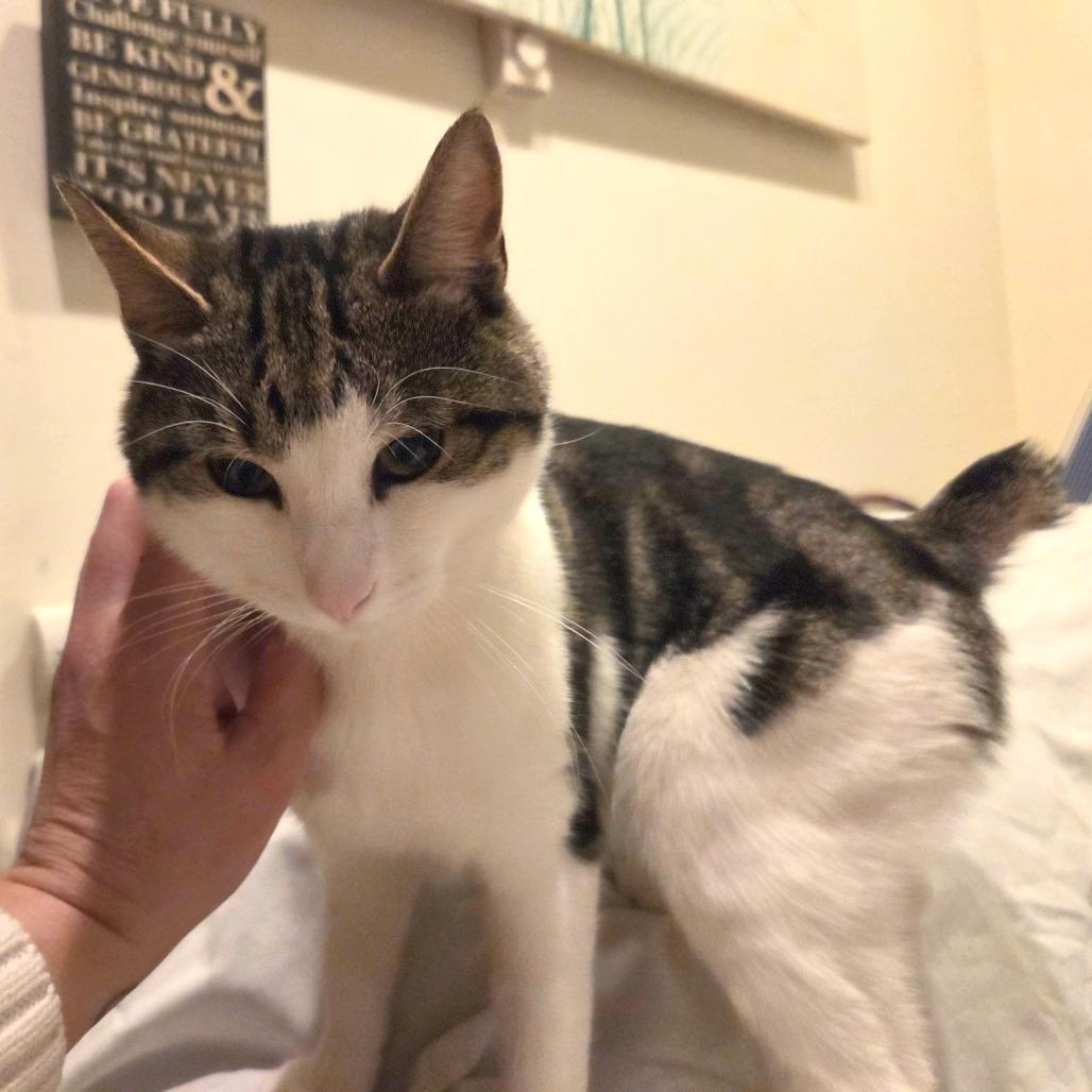 Bobby — thumbnail 3