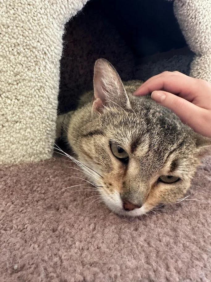 Enlarge Ginny, a ADOPTABLE Domestic Short Hair in Winona, MN image 4/5