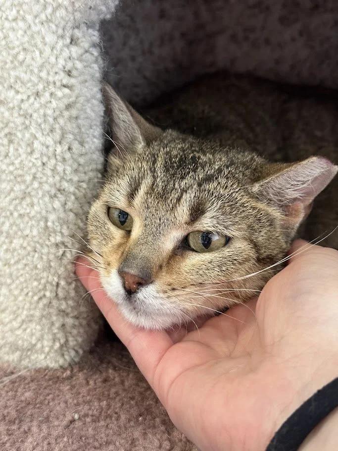 Enlarge Ginny, a ADOPTABLE Domestic Short Hair in Winona, MN image 2/5