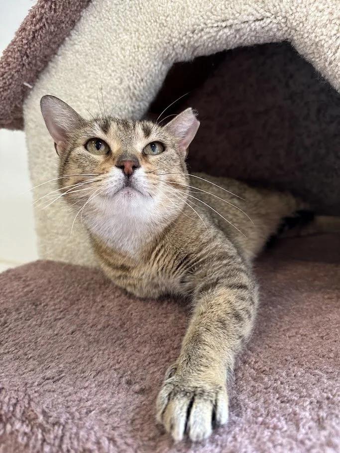 Enlarge Ginny, a ADOPTABLE Domestic Short Hair in Winona, MN image 1/5