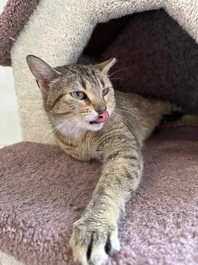 Enlarge Ginny, a ADOPTABLE Domestic Short Hair in Winona, MN image 3/5