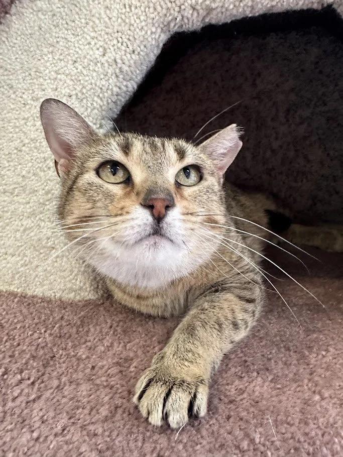 Enlarge Ginny, a ADOPTABLE Domestic Short Hair in Winona, MN image 5/5