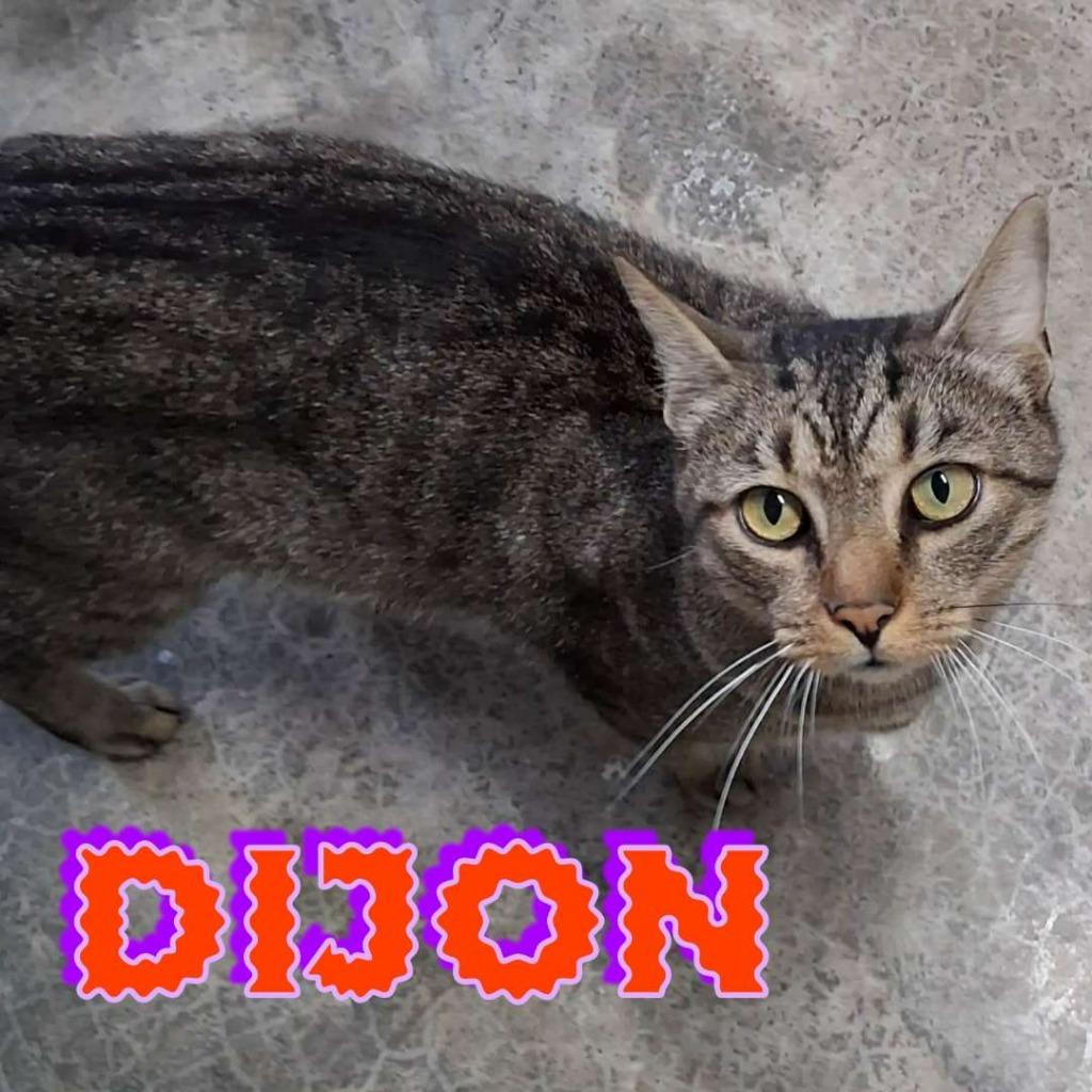 Dijon, Adoptable, Adult Male Domestic Short Hair.