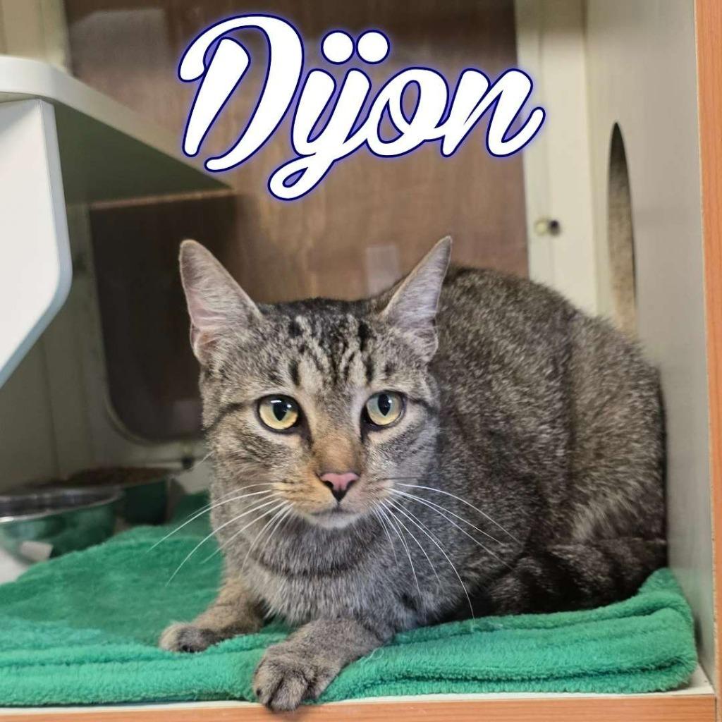 Enlarge Dijon, a Adoptable Domestic Short Hair in Hillsboro, OH image 2/5
