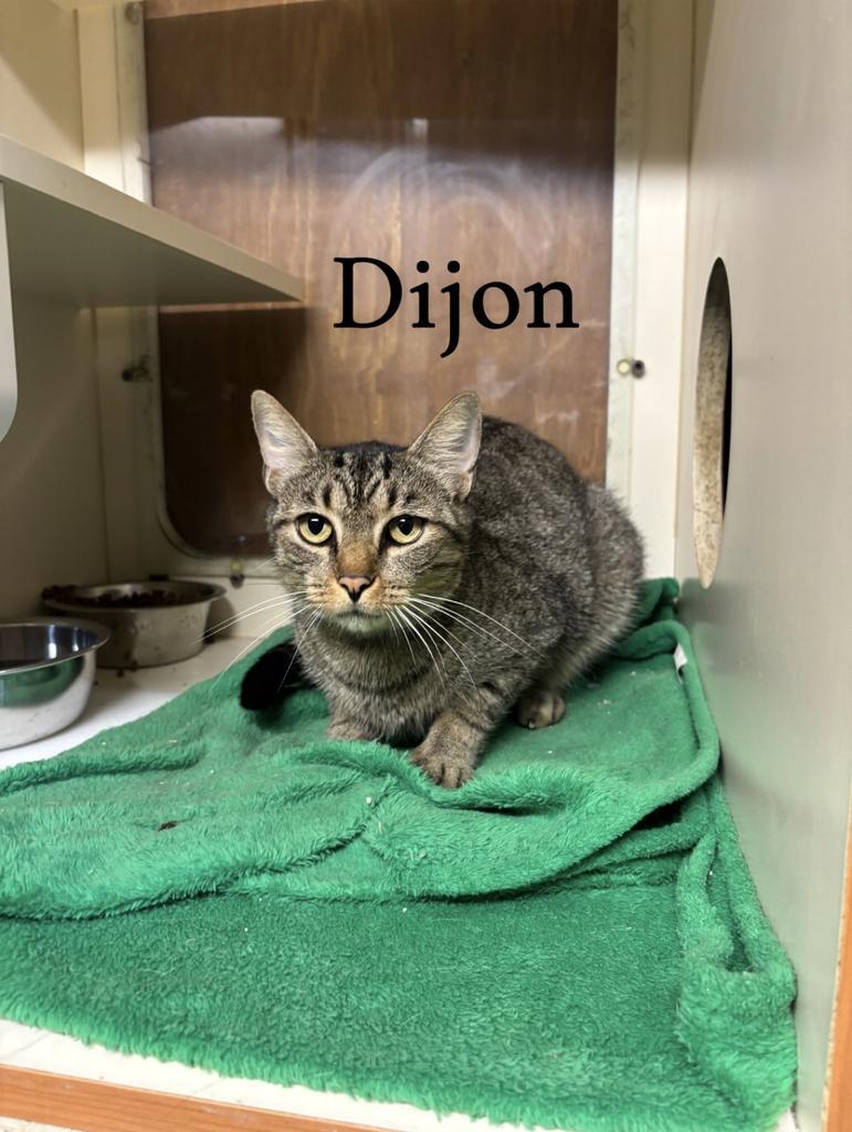 Enlarge Dijon, a Adoptable Domestic Short Hair in Hillsboro, OH image 3/5