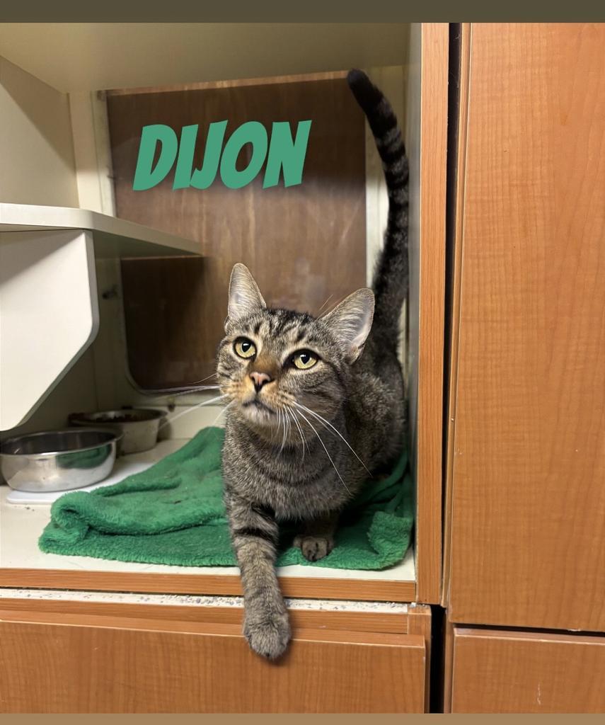 Enlarge Dijon, a Adoptable Domestic Short Hair in Hillsboro, OH image 4/5