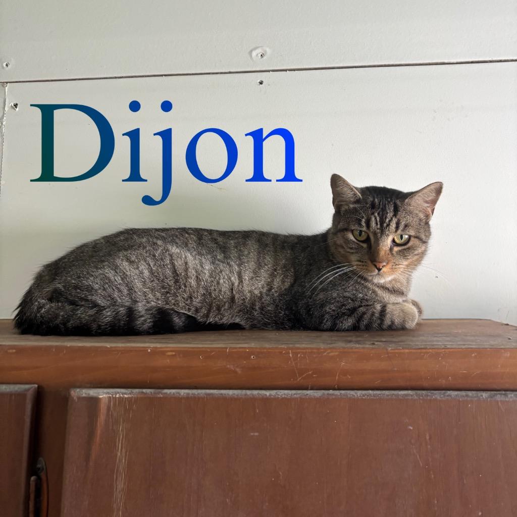 Enlarge Dijon, a Adoptable Domestic Short Hair in Hillsboro, OH image 5/6