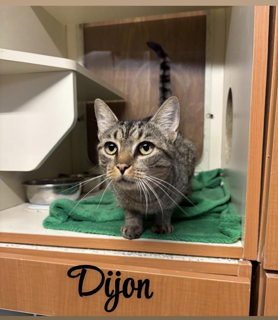 Enlarge Dijon, a Adoptable Domestic Short Hair in Hillsboro, OH image 5/5