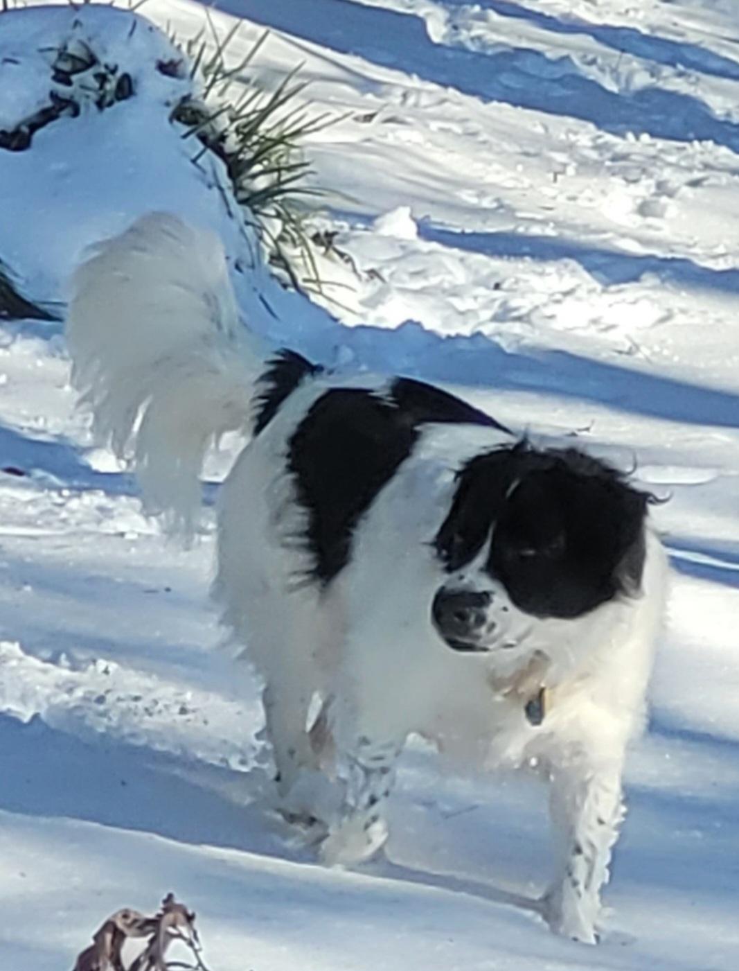 Enlarge Hunter (Community Assist), a Adoptable mixed breed in Marion, NC image 2/2