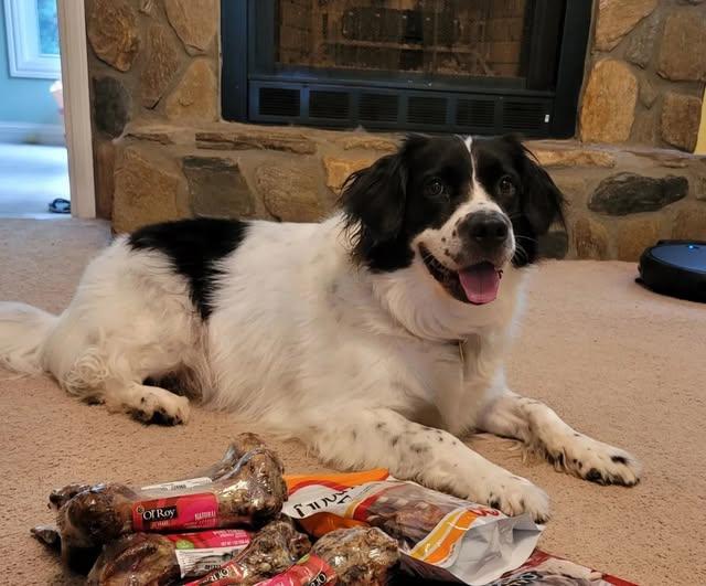 Enlarge Hunter (Community Assist), a Adoptable mixed breed in Marion, NC image 1/2