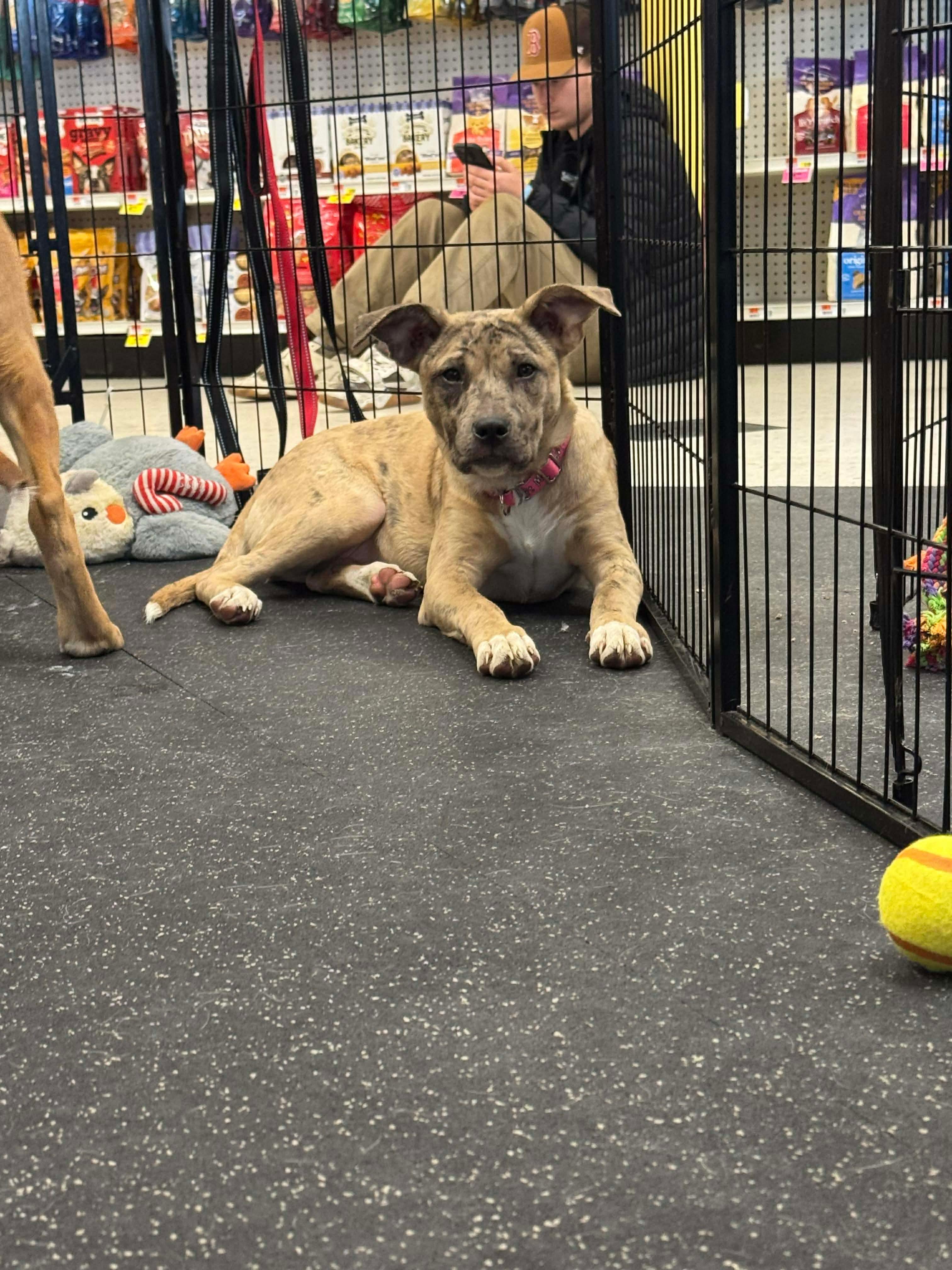 Enlarge Jane, a Adoptable mixed breed in Portland, ME image 4/6