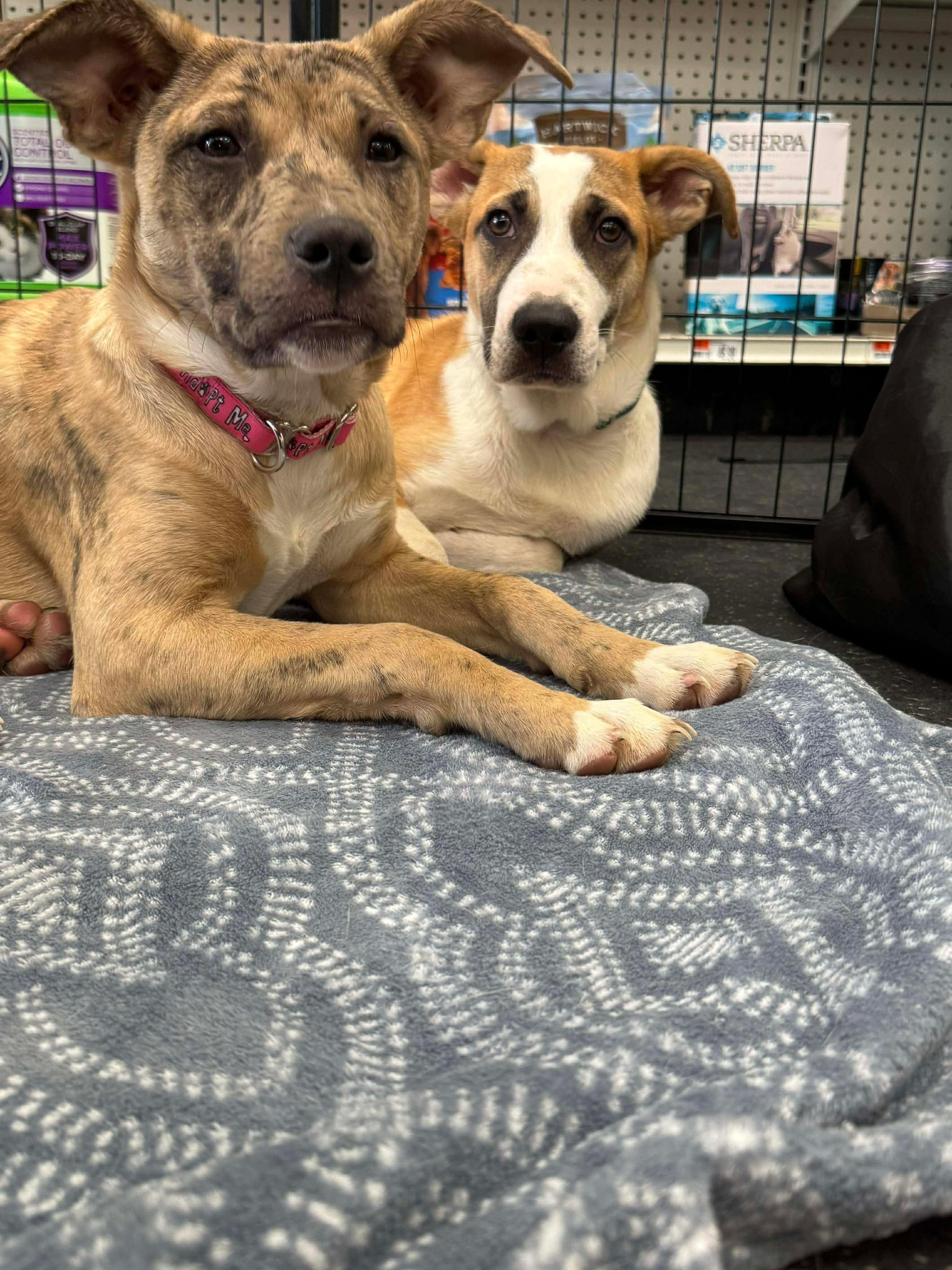 Enlarge Jane, a Adoptable mixed breed in Portland, ME image 5/6