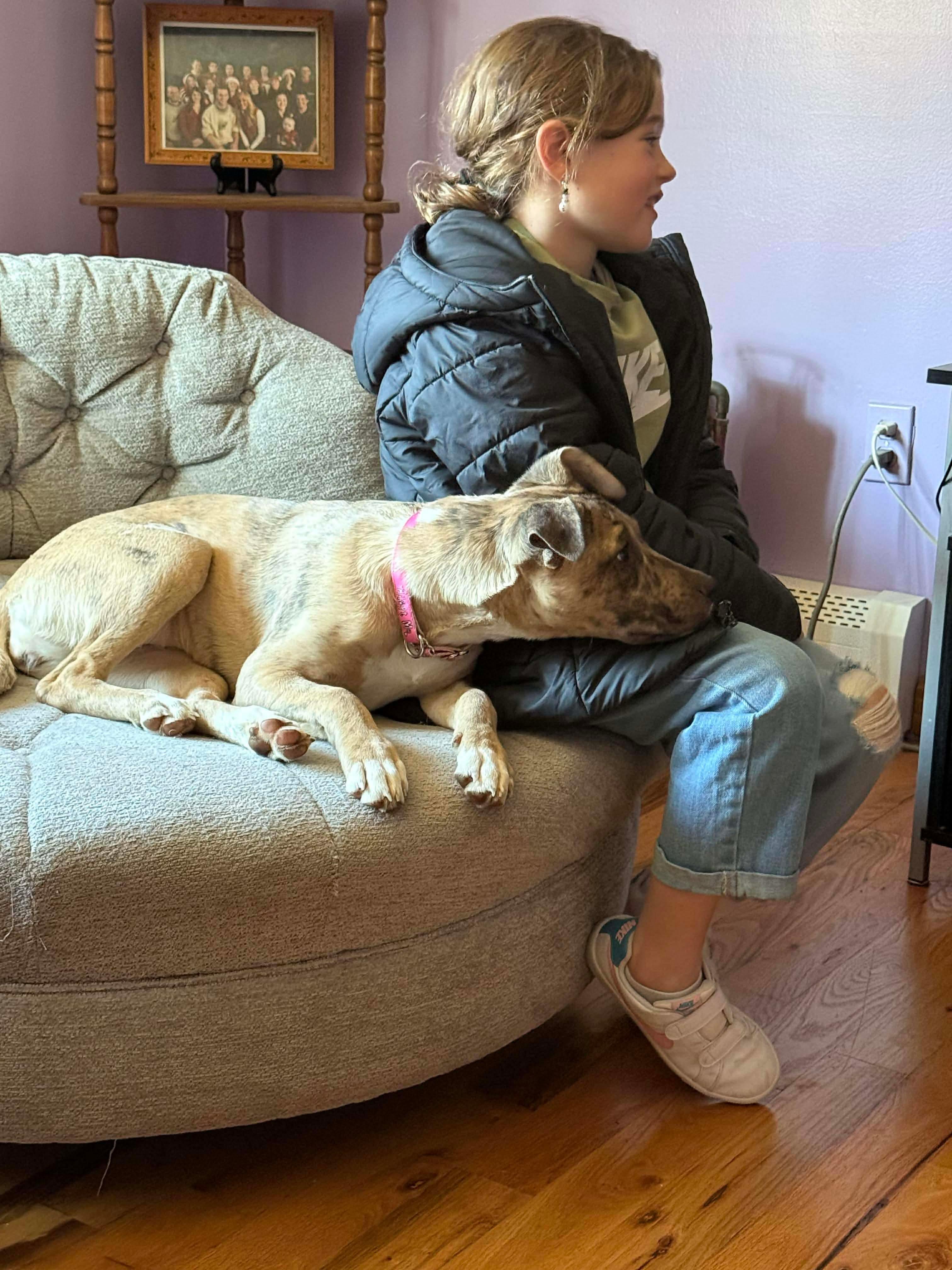 Enlarge Jane, a Adoptable mixed breed in Portland, ME image 2/6