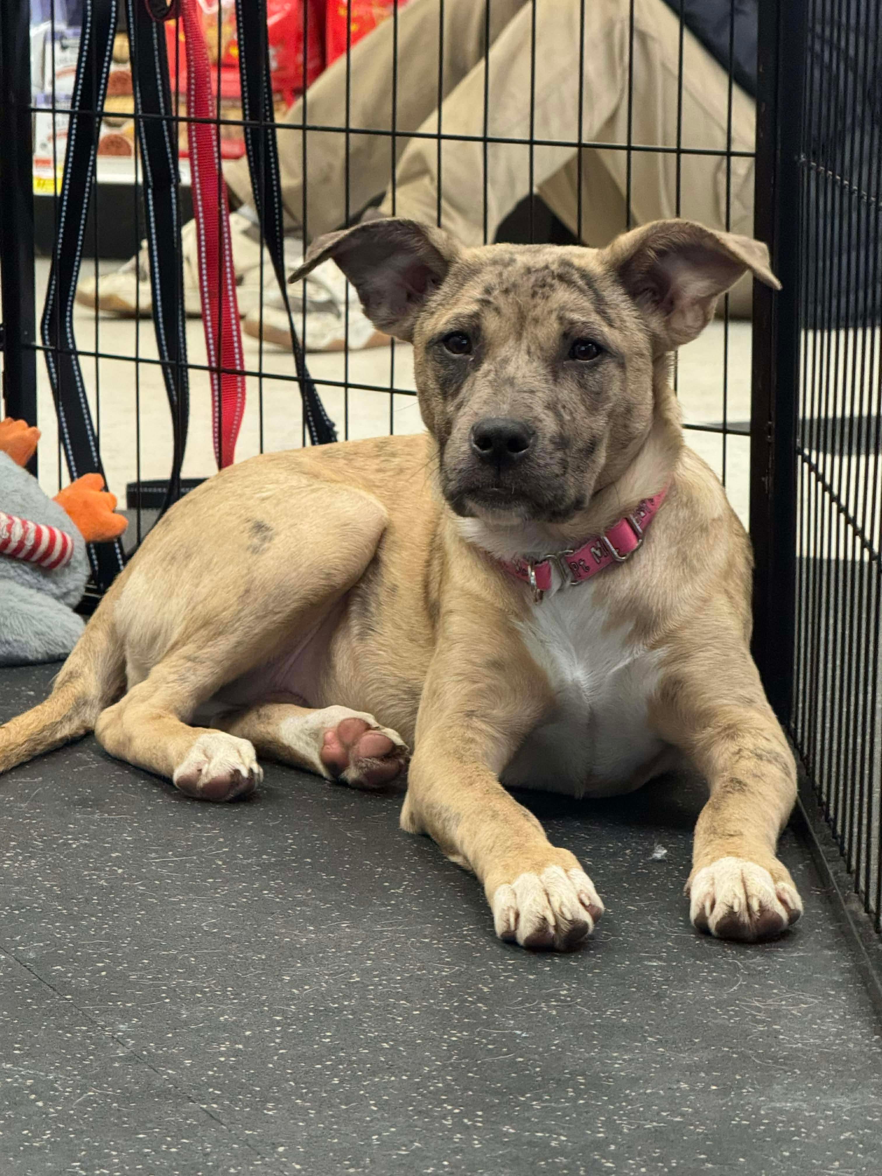 Enlarge Jane, a Adoptable mixed breed in Portland, ME image 3/6