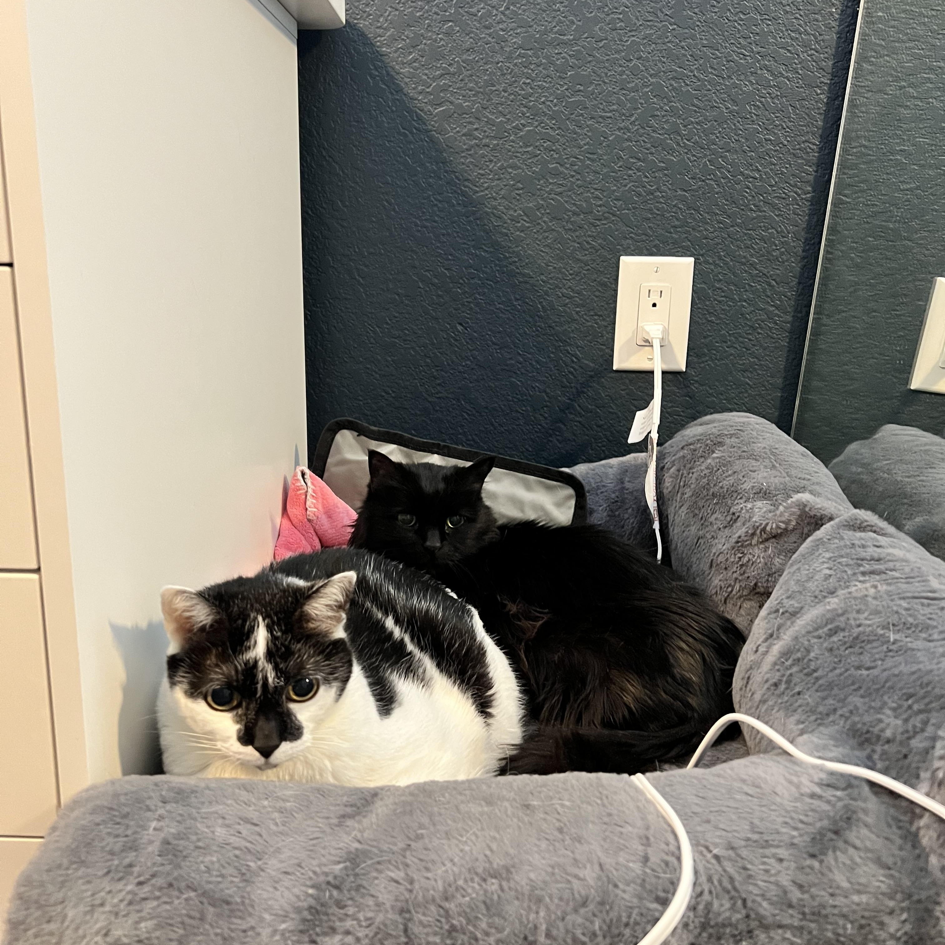 Peeps in CO/ Bonded with Smudge — thumbnail 3