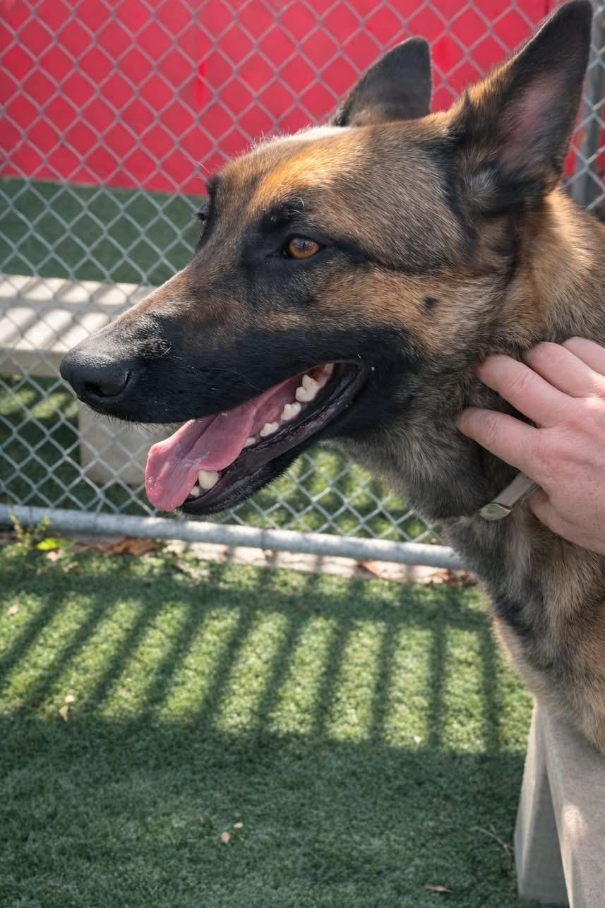 Enlarge Elenor, a Adoptable Belgian Shepherd / Malinois in Weston, MA image 2/6