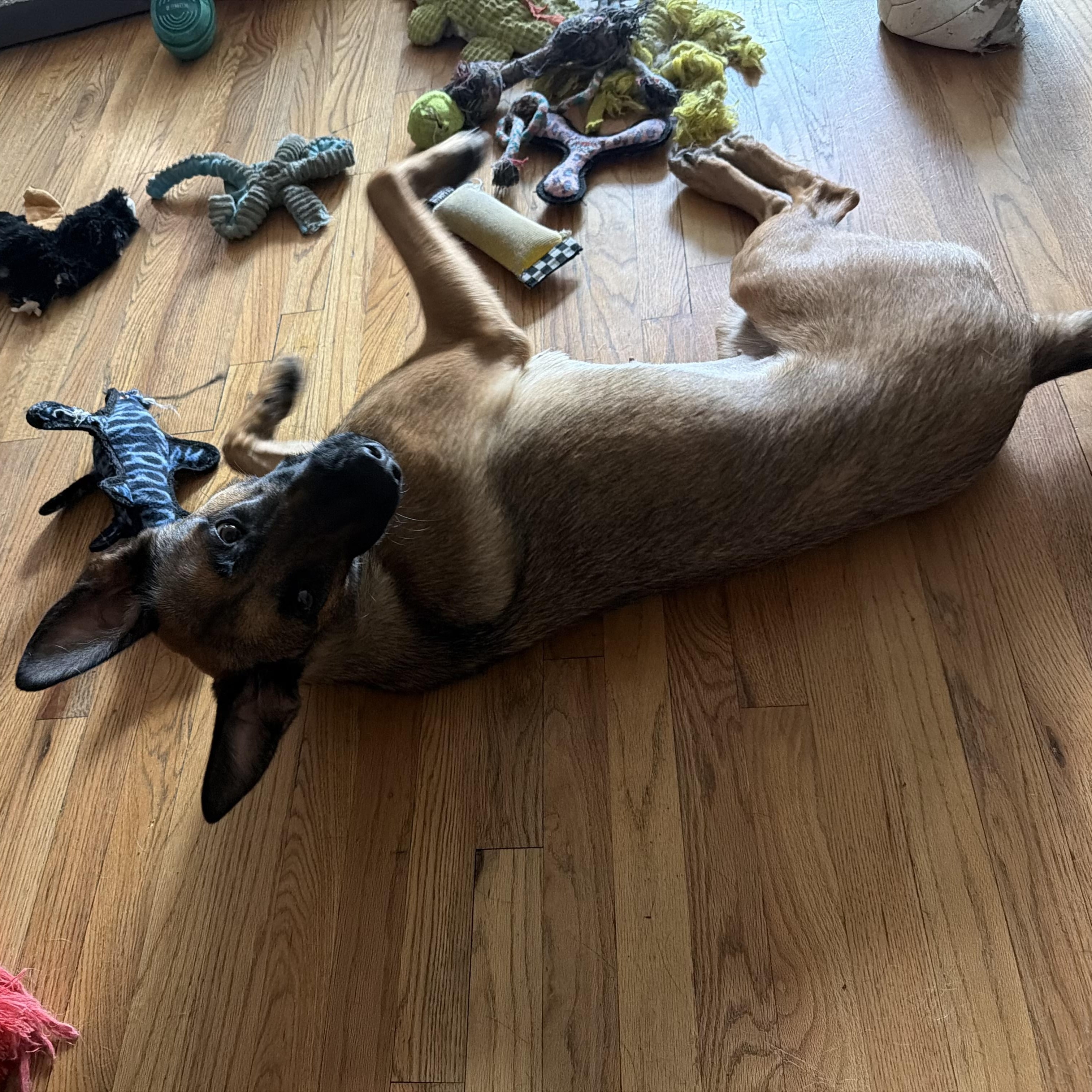 Enlarge Elenor, a Adoptable Belgian Shepherd / Malinois in Weston, MA image 3/6