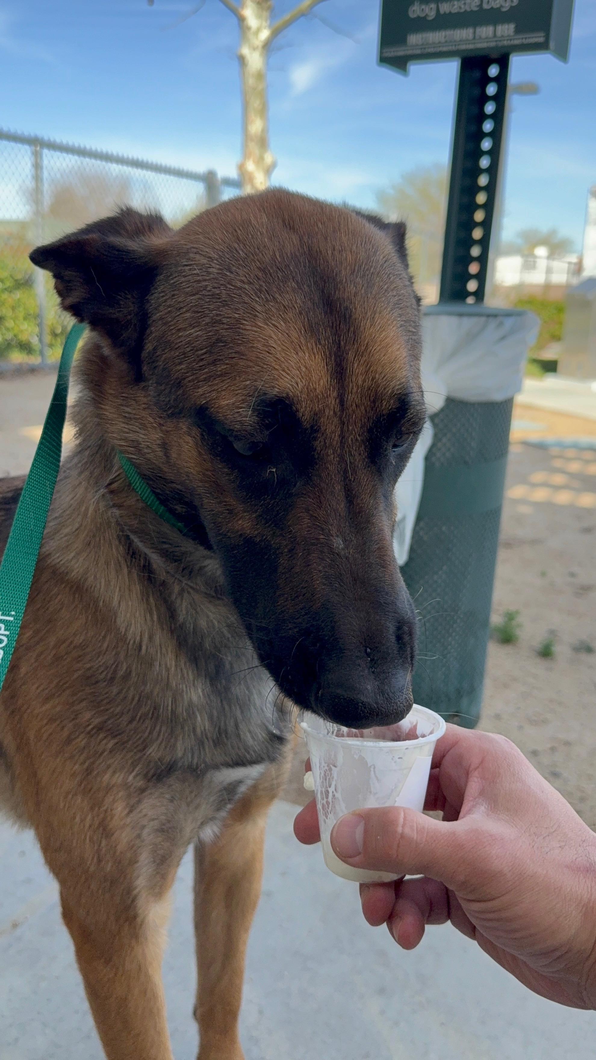 Elenor, Adoptable, Young Female Belgian Shepherd / Malinois.