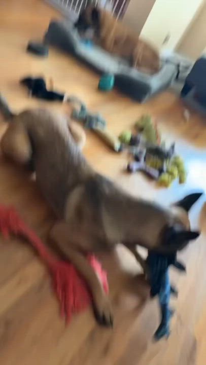 Enlarge Elenor, a Adoptable Belgian Shepherd / Malinois in Weston, MA video 4/6
