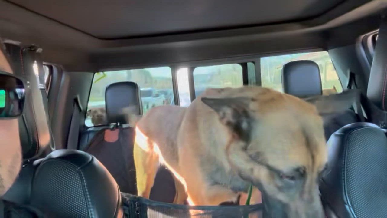Enlarge Elenor, a Adoptable Belgian Shepherd / Malinois in Weston, MA video 5/6