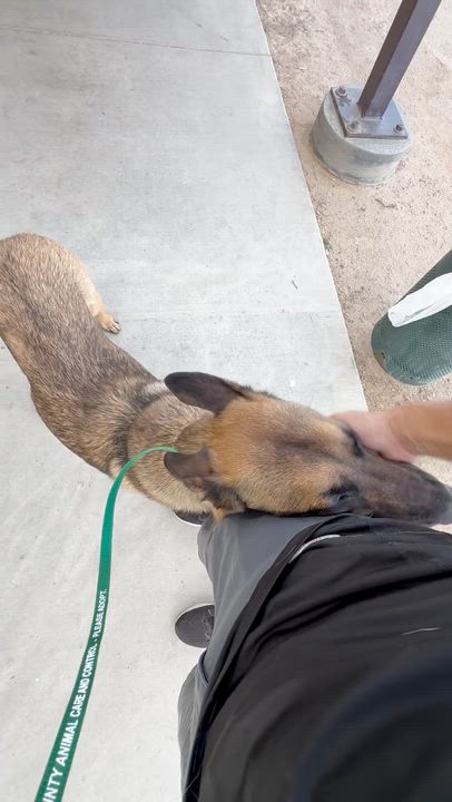 Enlarge Elenor, a Adoptable Belgian Shepherd / Malinois in Weston, MA video 6/6