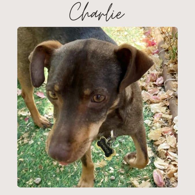 CHARLIE, a Adoptable mixed breed in San Juan Capistrano, CA image 3/3