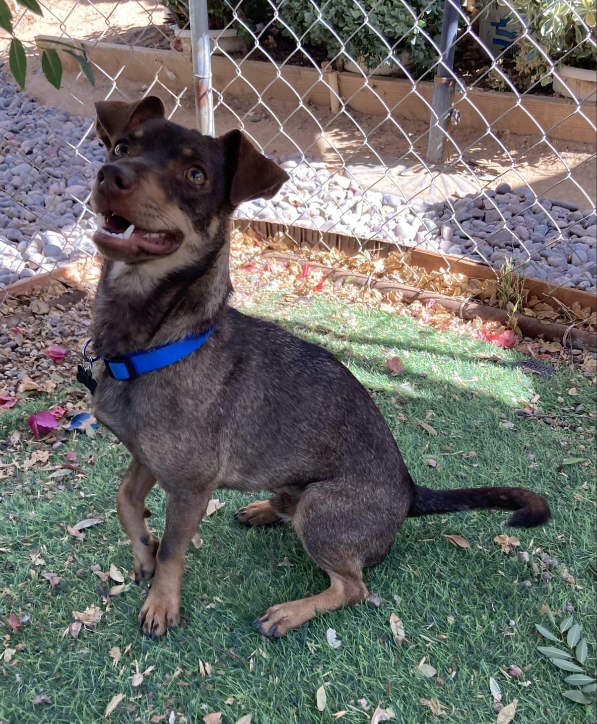 CHARLIE, a Adoptable mixed breed in San Juan Capistrano, CA image 2/3