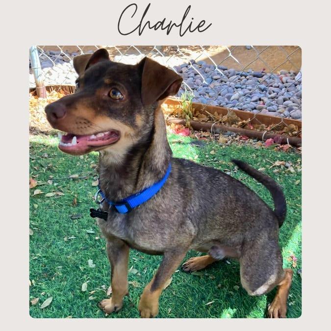 CHARLIE, a Adoptable mixed breed in San Juan Capistrano, CA image 1/3