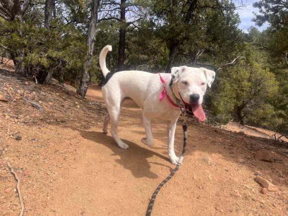 VENUS, Adoptable, Young Female Mixed Breed.