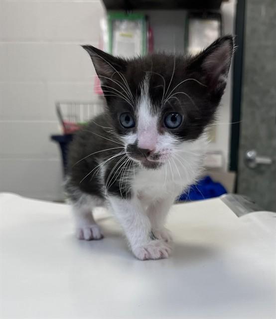MUSTACIO, Adoptable, Kitten Male Domestic Short Hair.