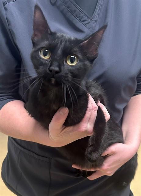 Enlarge SALEM, a Adoptable Domestic Short Hair in Minneapolis, MN image 1/1