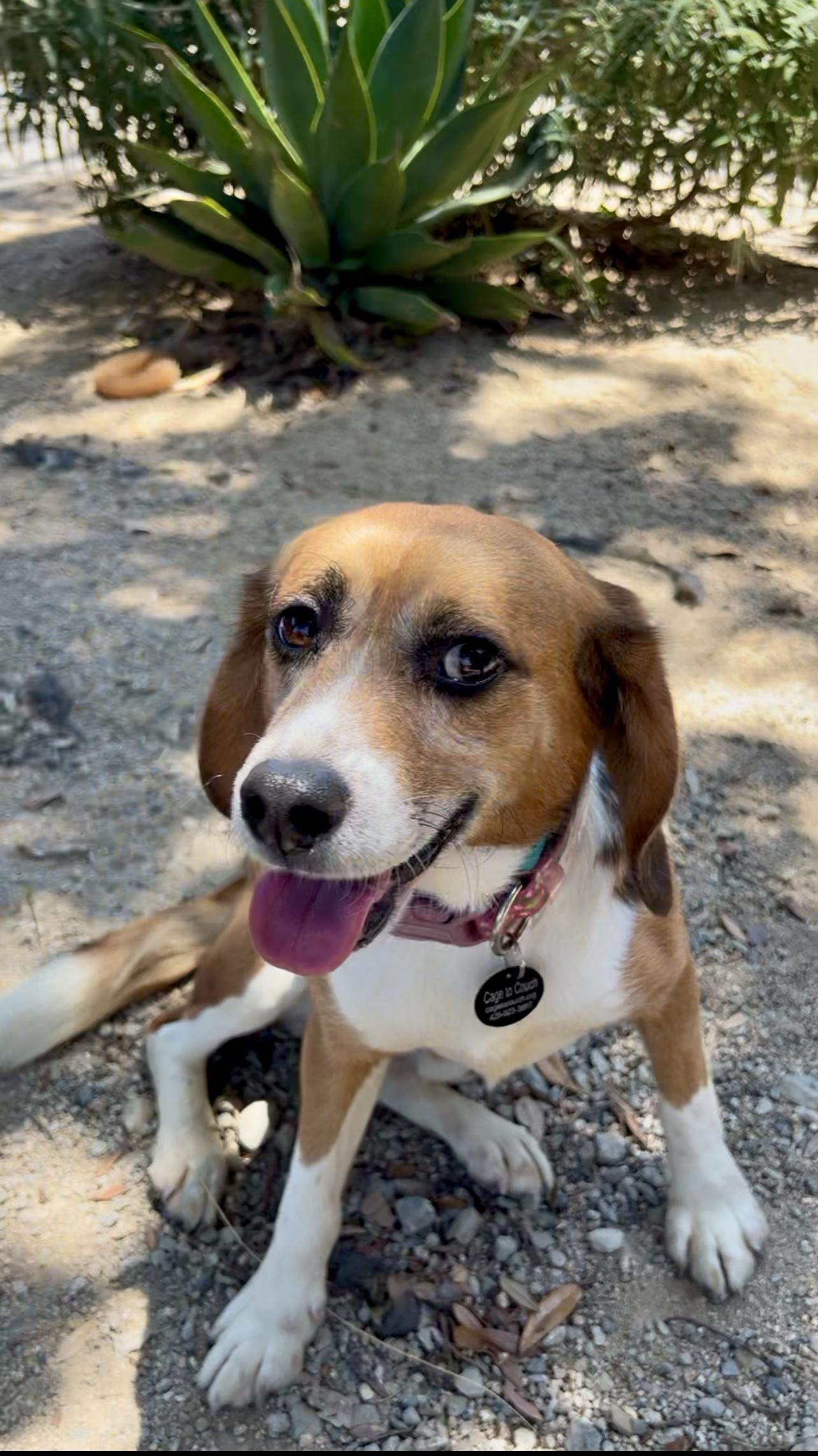 McMillan, Adult Male Beagle