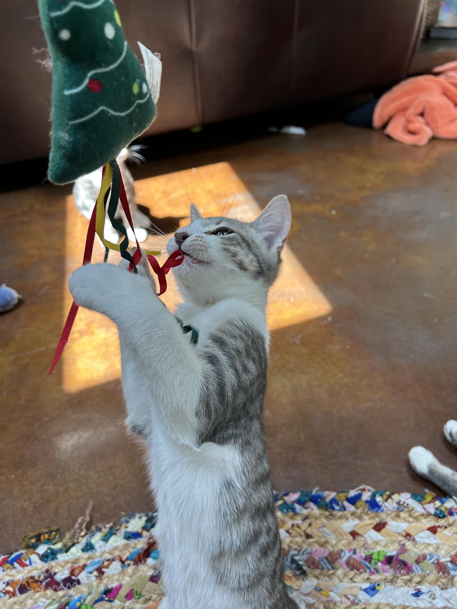 Murphy, Adoptable, Young Male Domestic Short Hair.