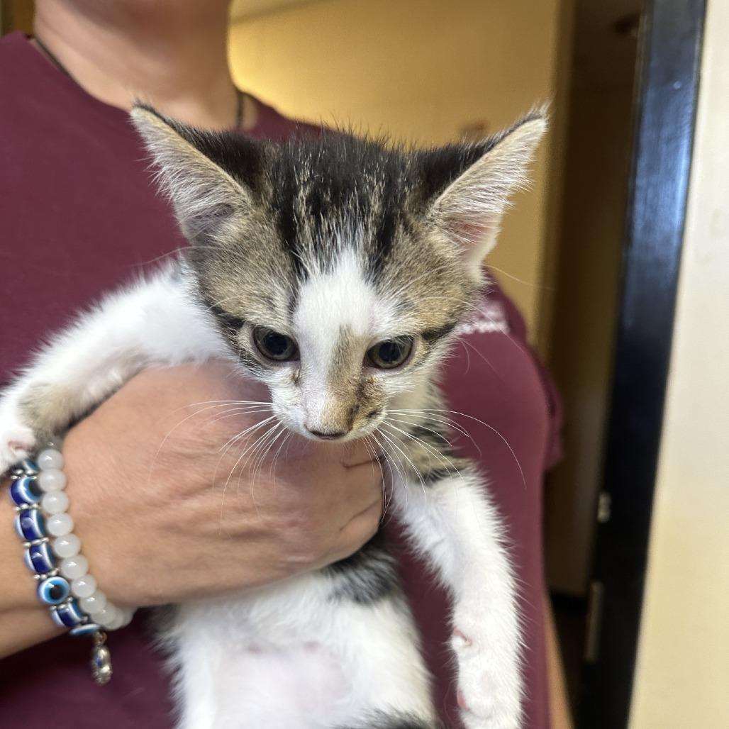 Pluto, Adoptable, Kitten Male Domestic Short Hair.