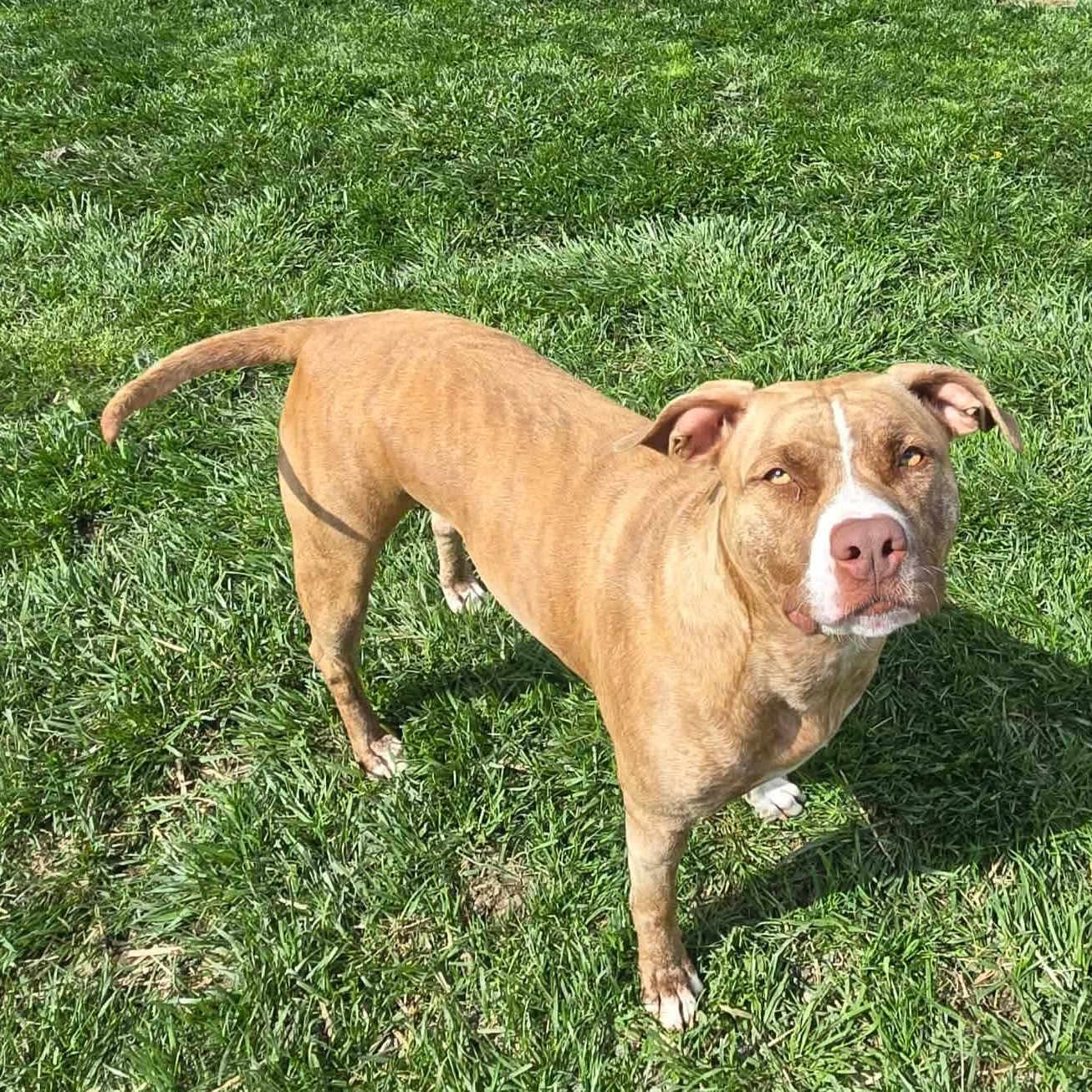 Enlarge Nora, a Adoptable mixed breed in Archbold , OH image 5/5