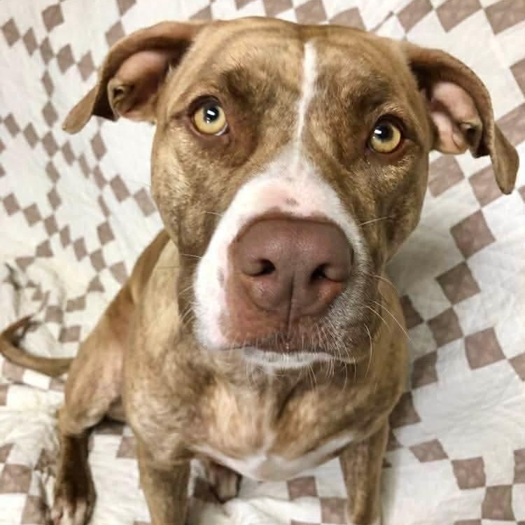 Enlarge Nora, a Adoptable mixed breed in Archbold , OH image 3/5