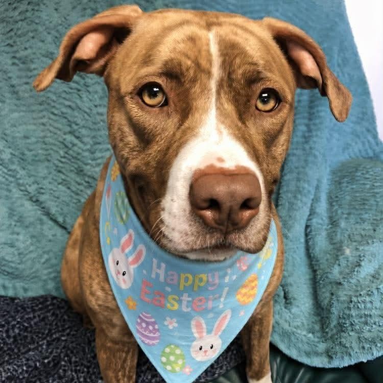 Enlarge Nora, a Adoptable mixed breed in Archbold , OH image 2/5