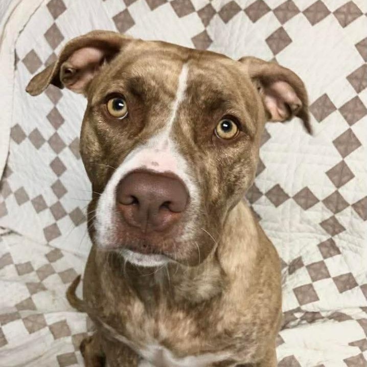 Nora, Adoptable, Adult Female Pit Bull Terrier.