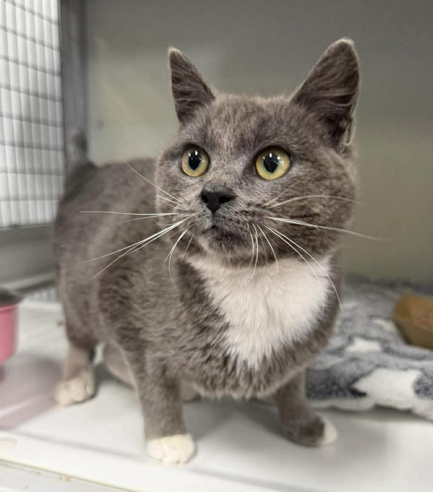 Novella, Adoptable, Young Female Domestic Short Hair.