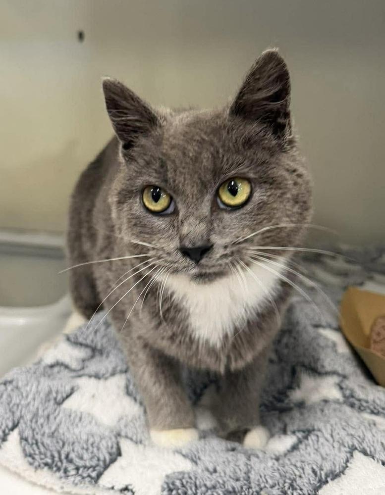 Enlarge Novella, a Adoptable Domestic Short Hair in Emerald Isle, NC image 2/4