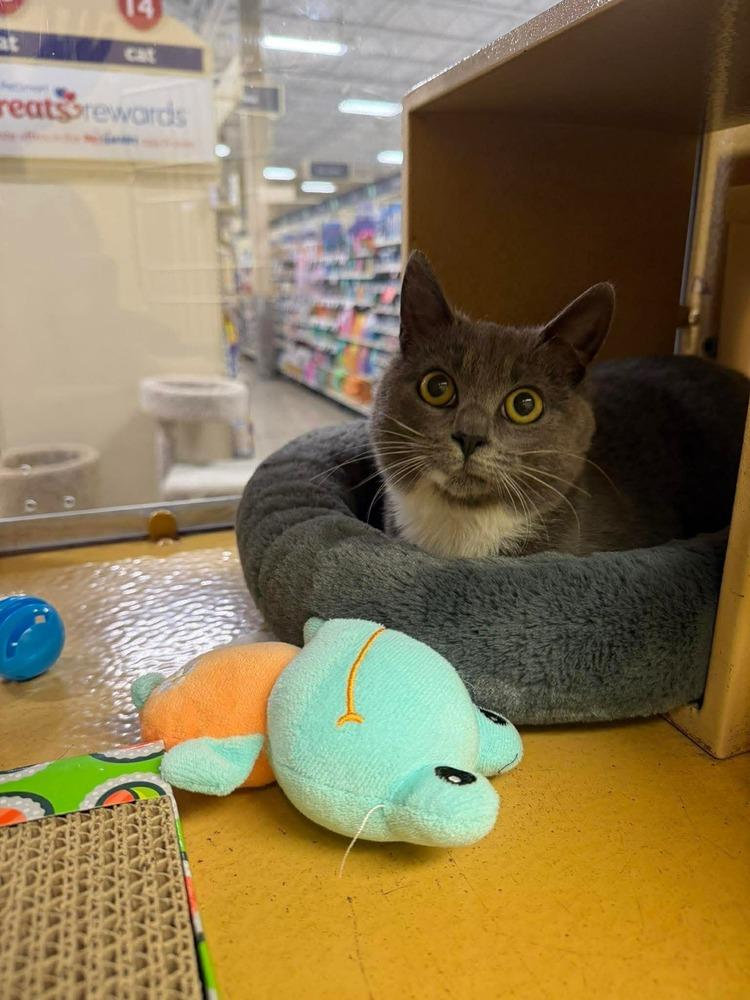 Enlarge Novella, a Adoptable Domestic Short Hair in Emerald Isle, NC image 3/4