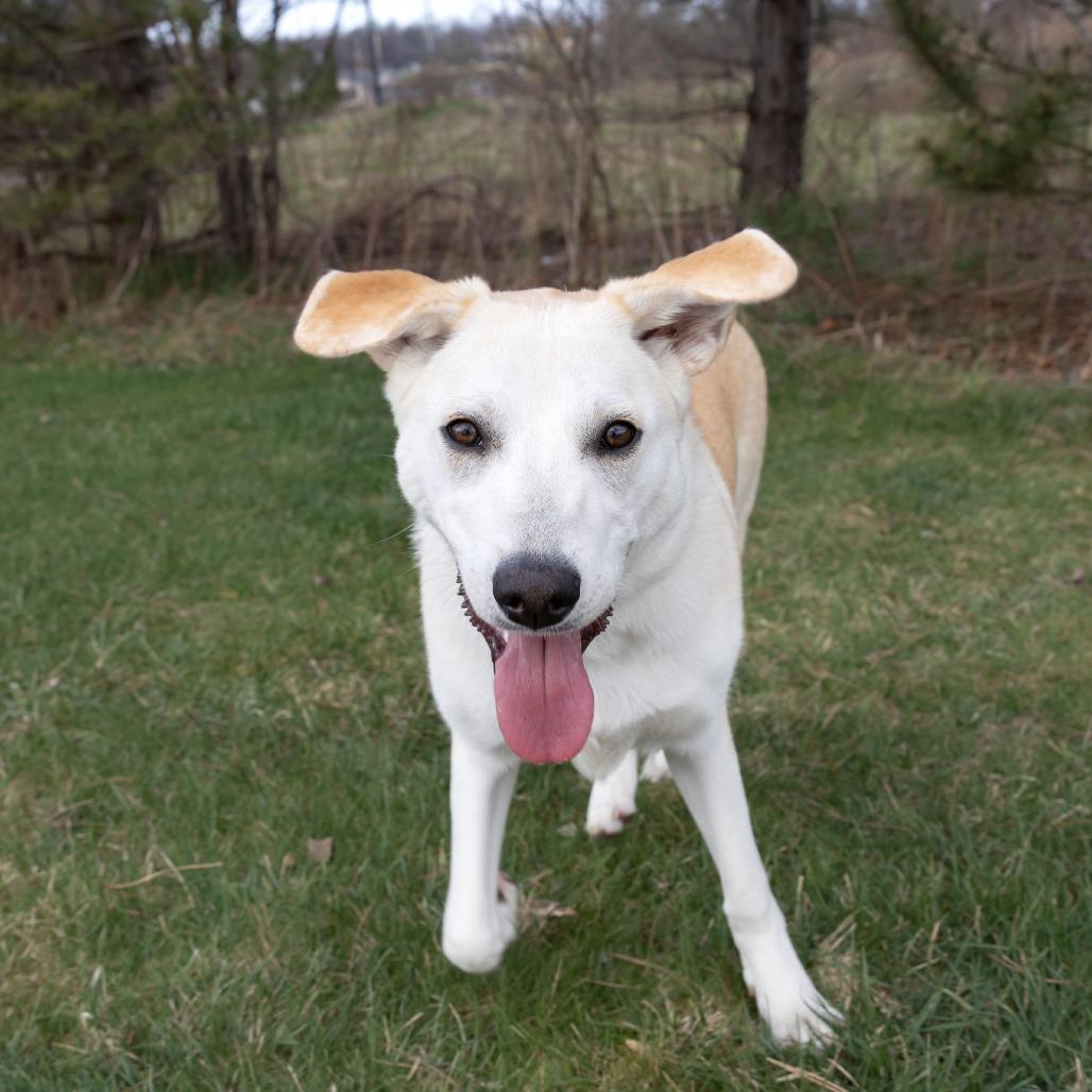 Enlarge Georgie, a Adoptable mixed breed in Erie, PA image 1/6